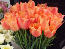Stunning-Apricot